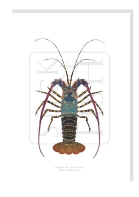 Ornate Spiny Lobster (version 2) - Fine Art Print