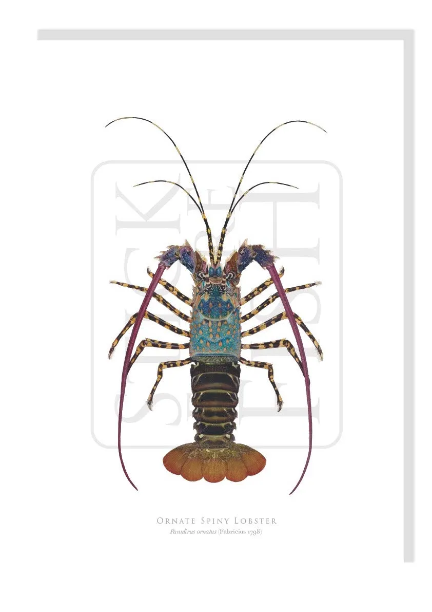 Ornate Spiny Lobster (version 2) - Fine Art Print