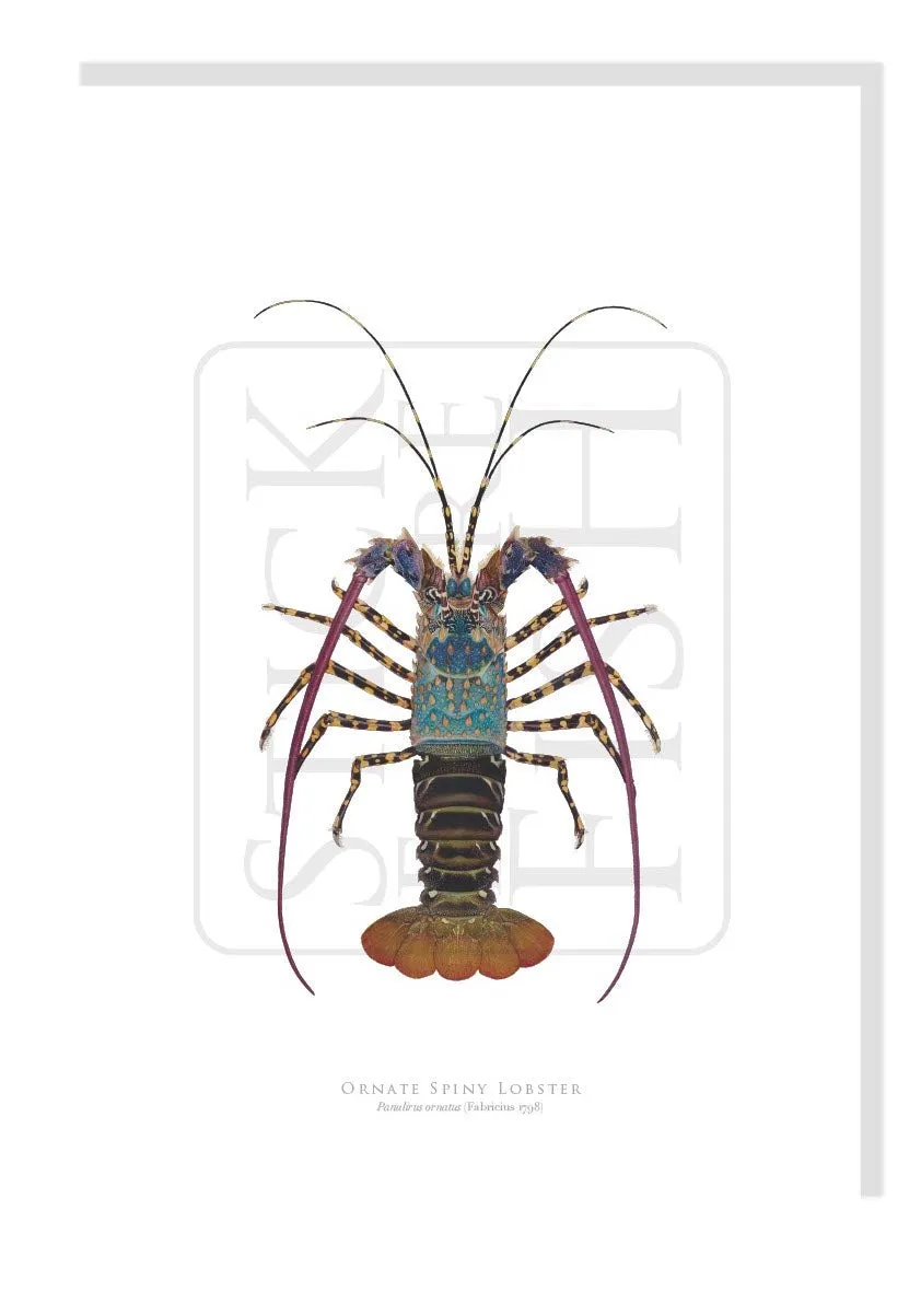 Ornate Spiny Lobster (version 2) - Fine Art Print