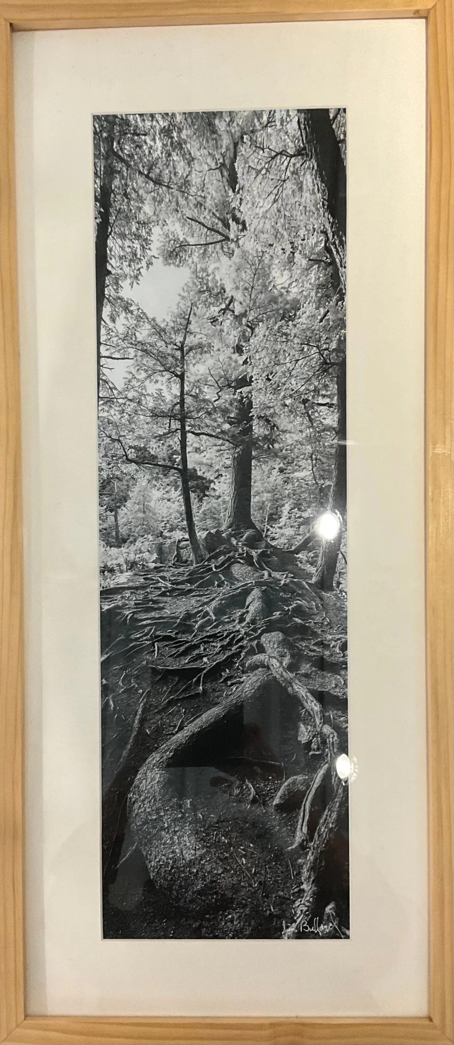 Photograph, Reaching-Tree On Rock Precipice- James Bullard